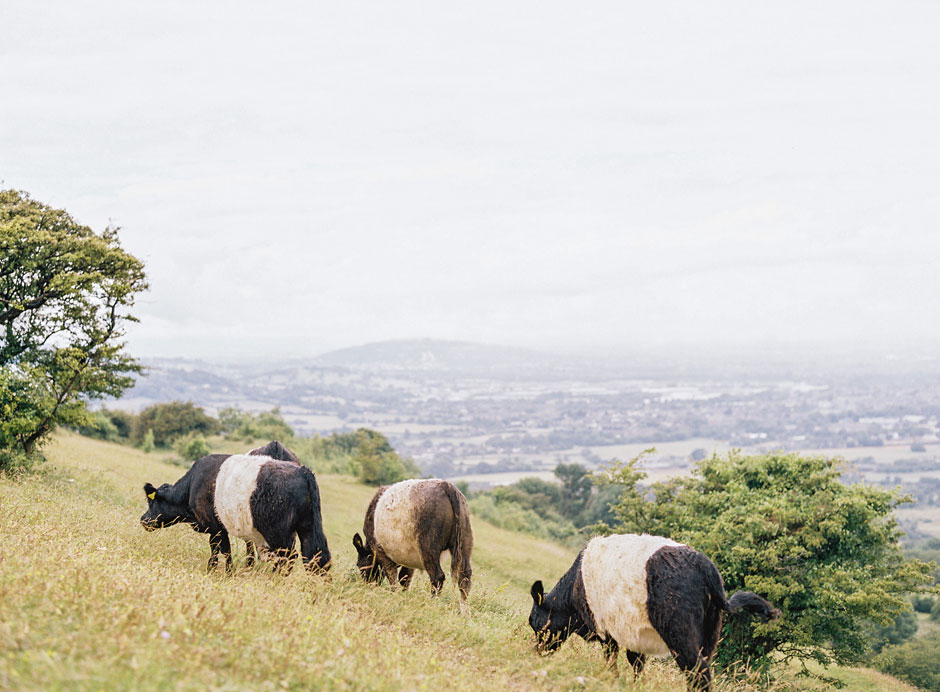 Bridlip Hill free roaming cows